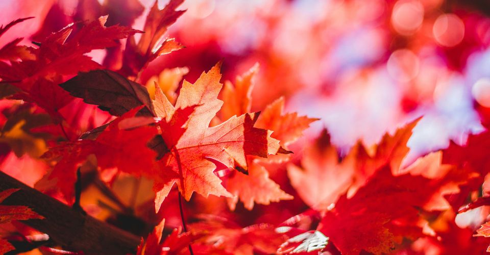 verhoog je weerstand in de herfst